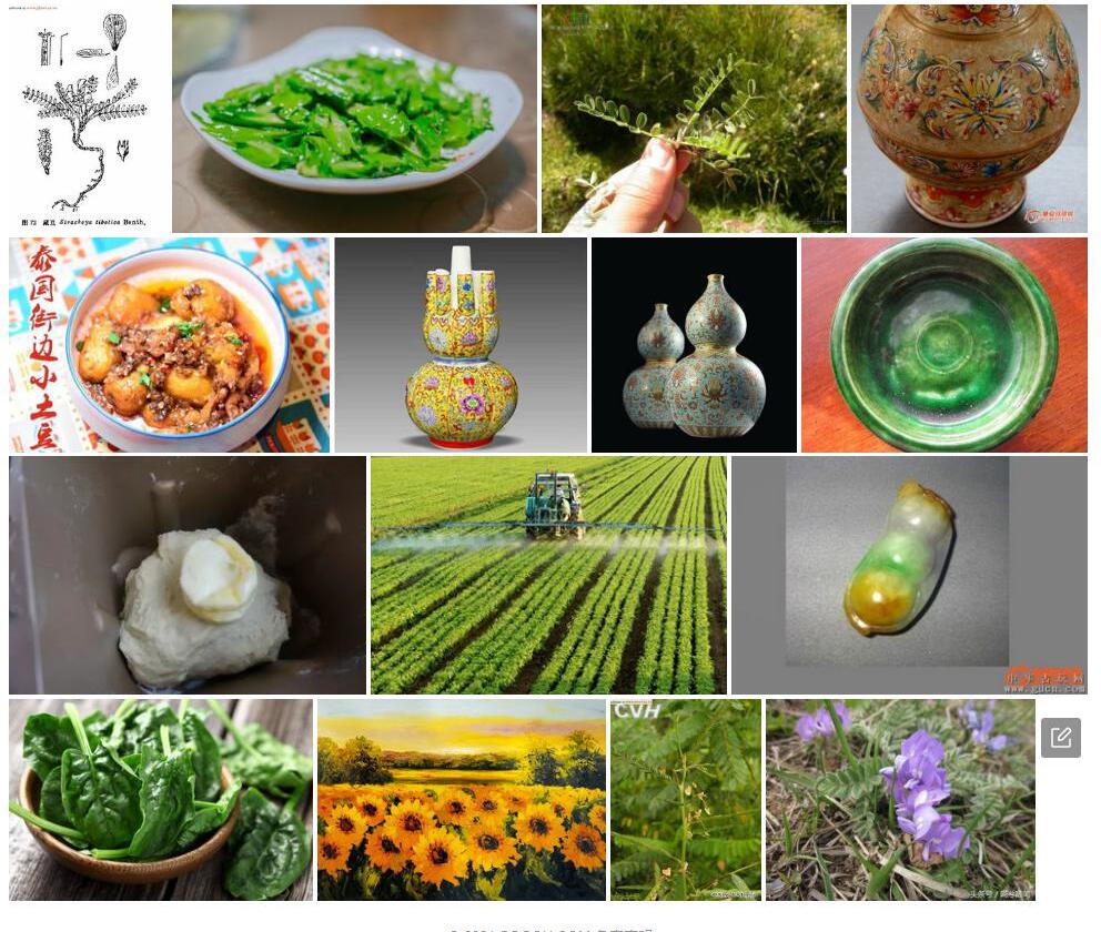 藏豆属照片和图片/