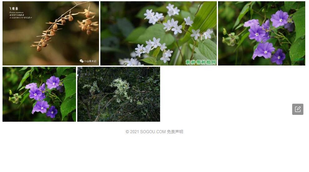藏飞蛾藤照片和图片/