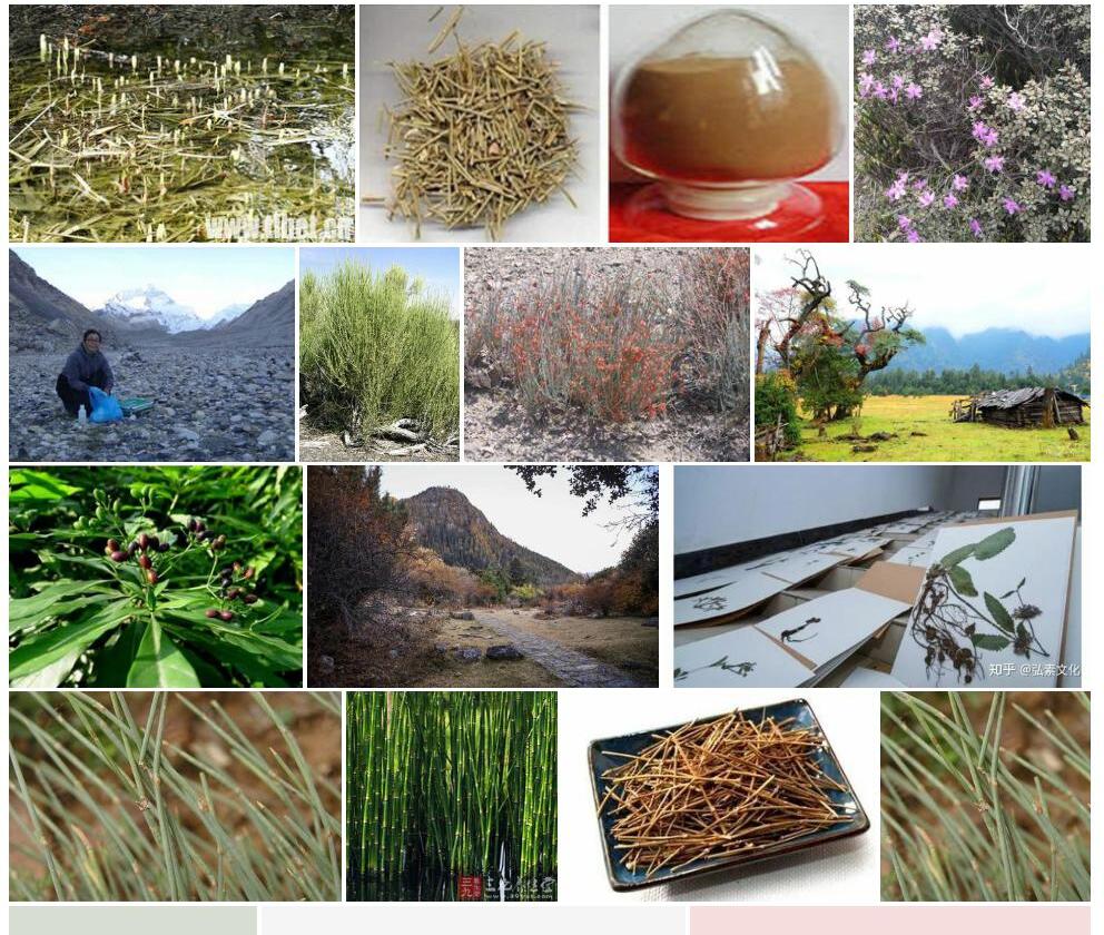 藏麻黄照片和图片/