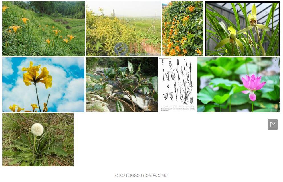 藏黄花茅照片和图片/