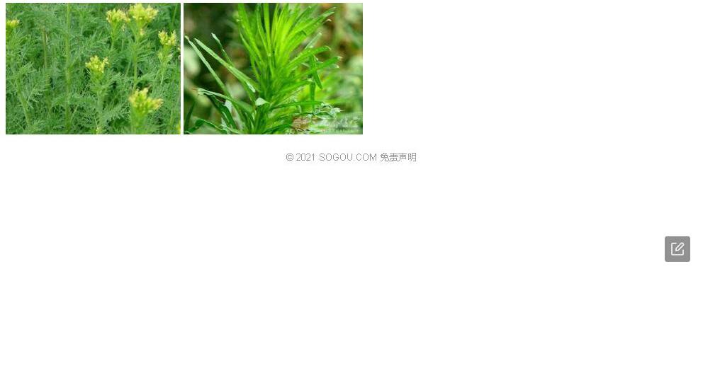 藏龙蒿照片和图片/