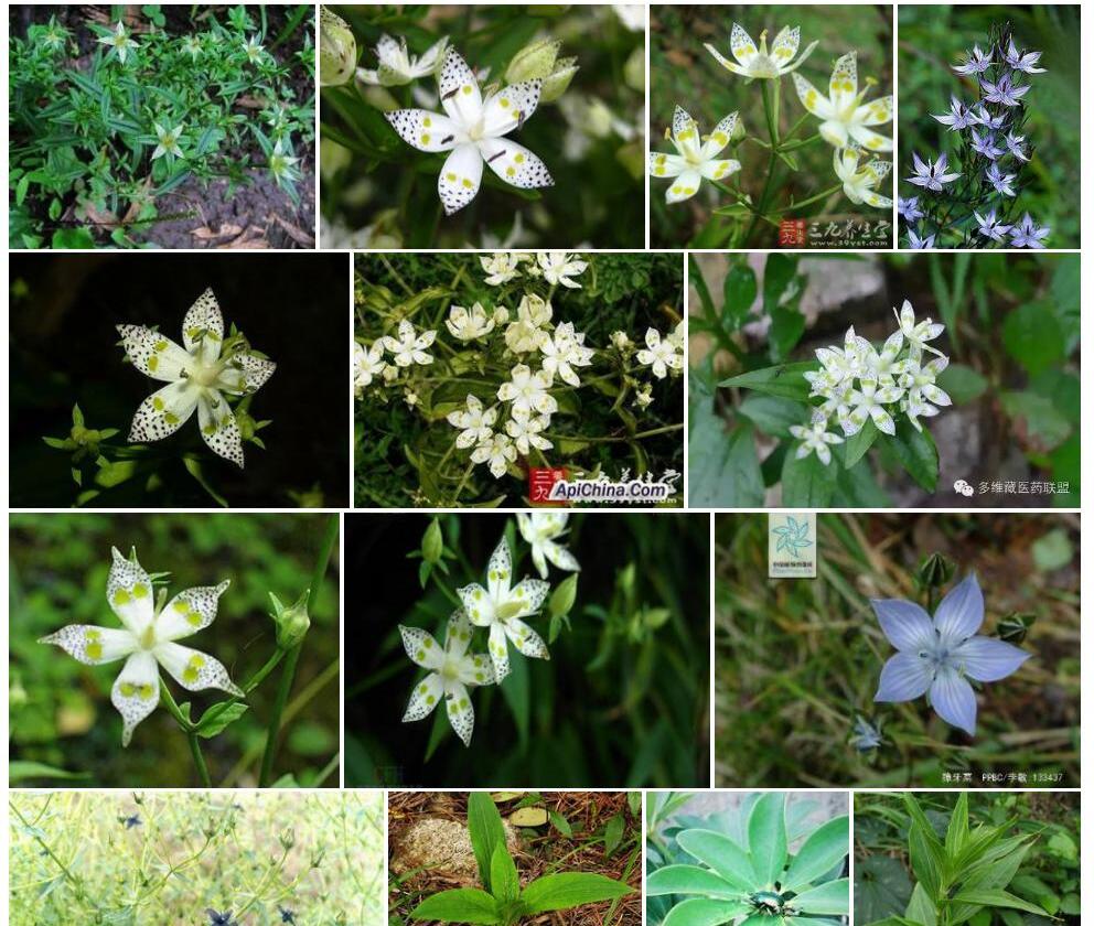 藜芦獐牙菜照片和图片/