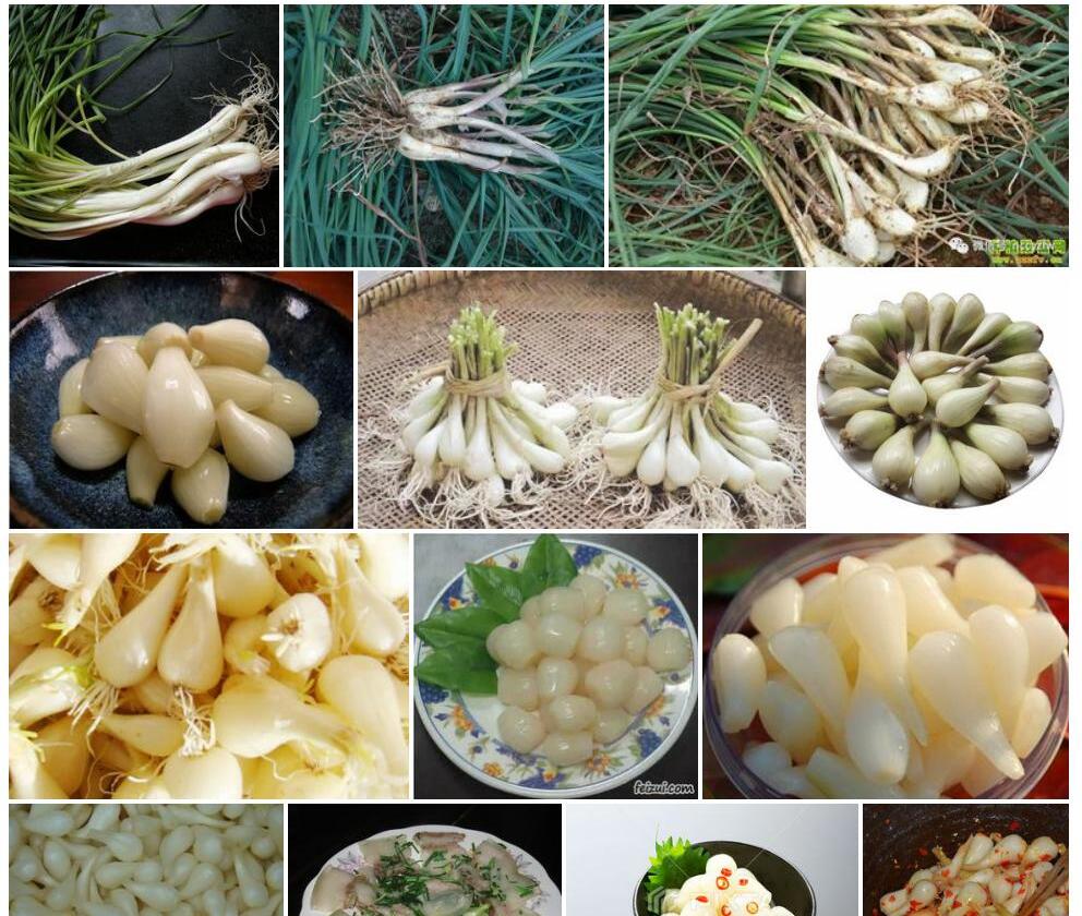藠头照片和图片/