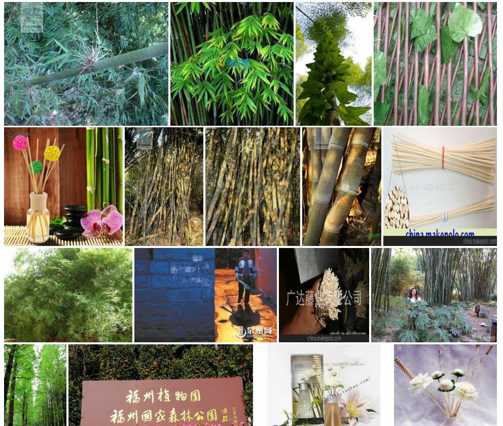 藤枝竹照片和图片/
