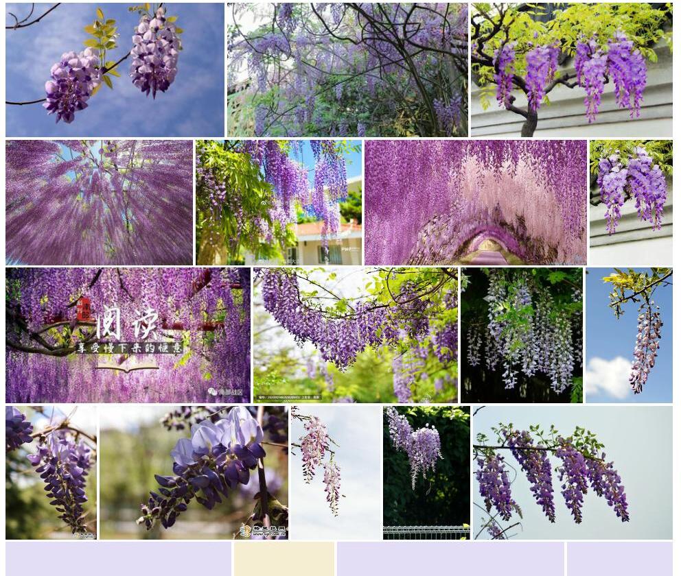 藤萝照片和图片/