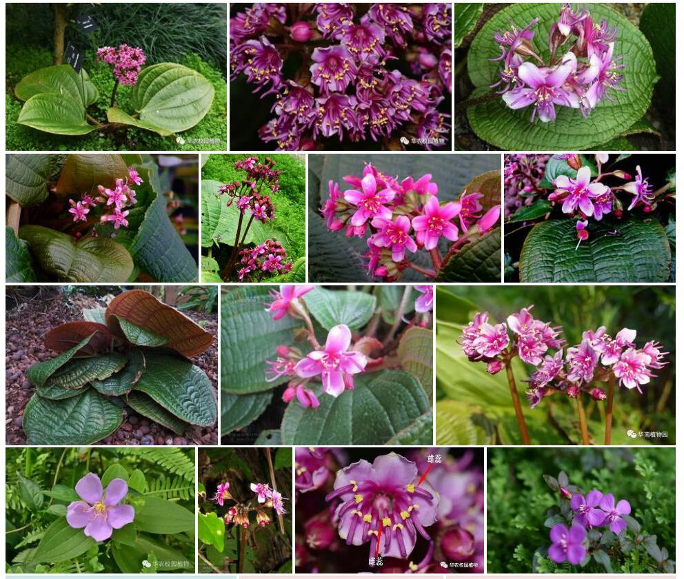 虎颜花照片和图片/