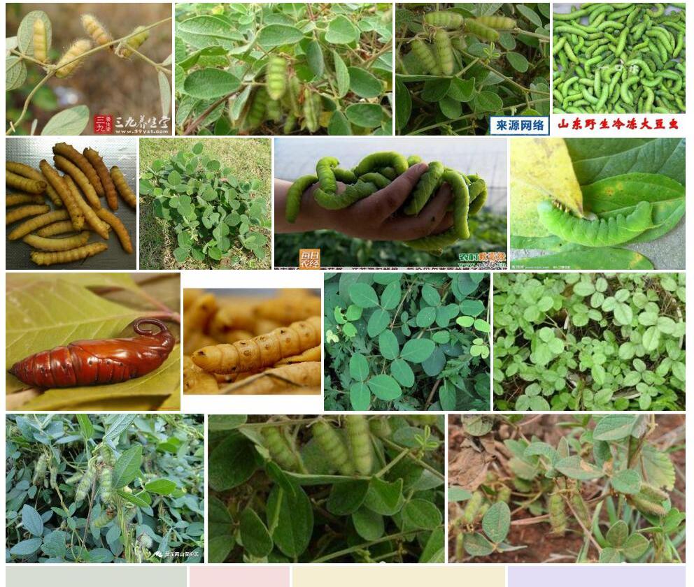 虫豆照片和图片/