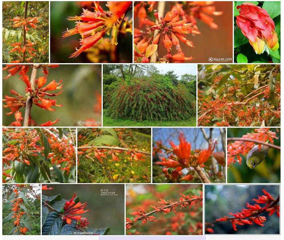 虾子花照片和图片/