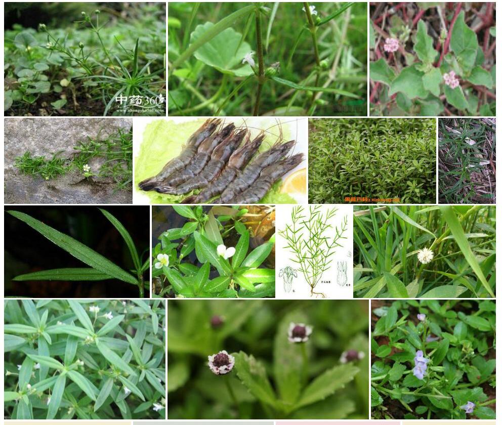 虾子草照片和图片/