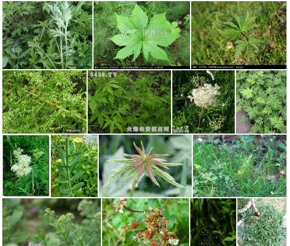 蚊子草照片和图片/