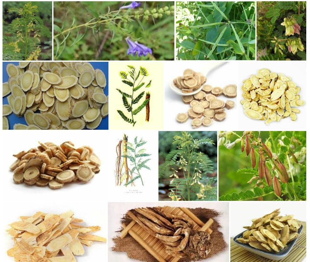 蛇荚黄耆照片和图片/
