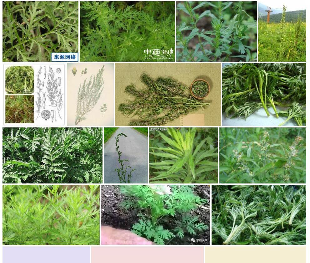 蛔蒿照片和图片/