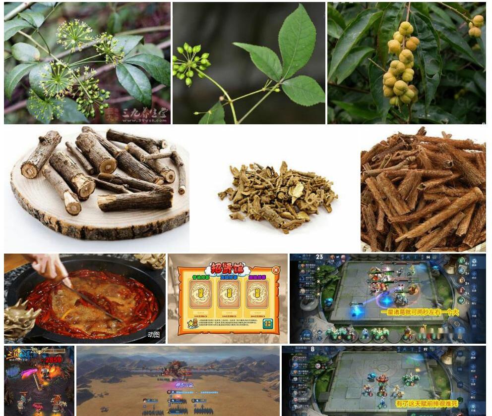 蜀五加照片和图片/