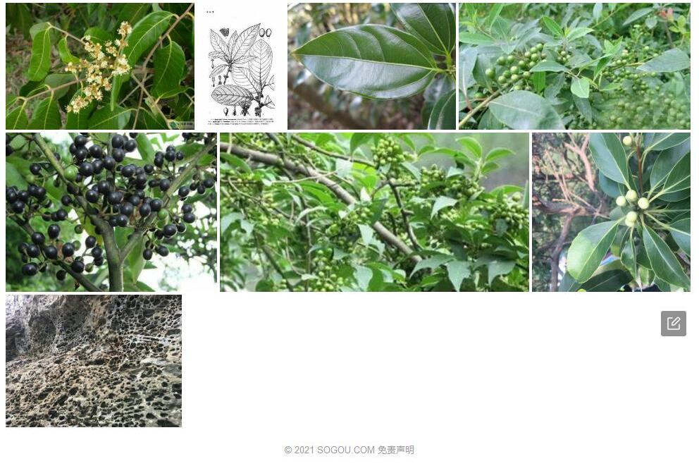 蜂窝木姜子照片和图片/