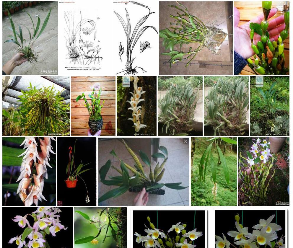 蜂腰兰照片和图片/