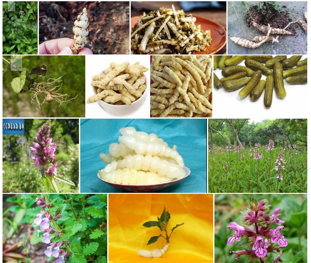 蜗儿菜照片和图片/