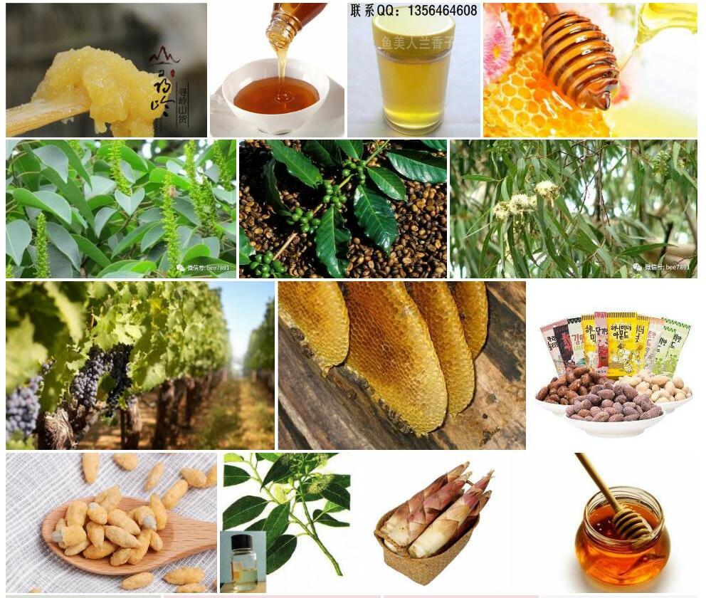 蜜味桉照片和图片/