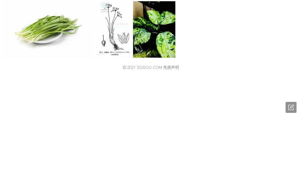 蜜囊韭照片和图片/