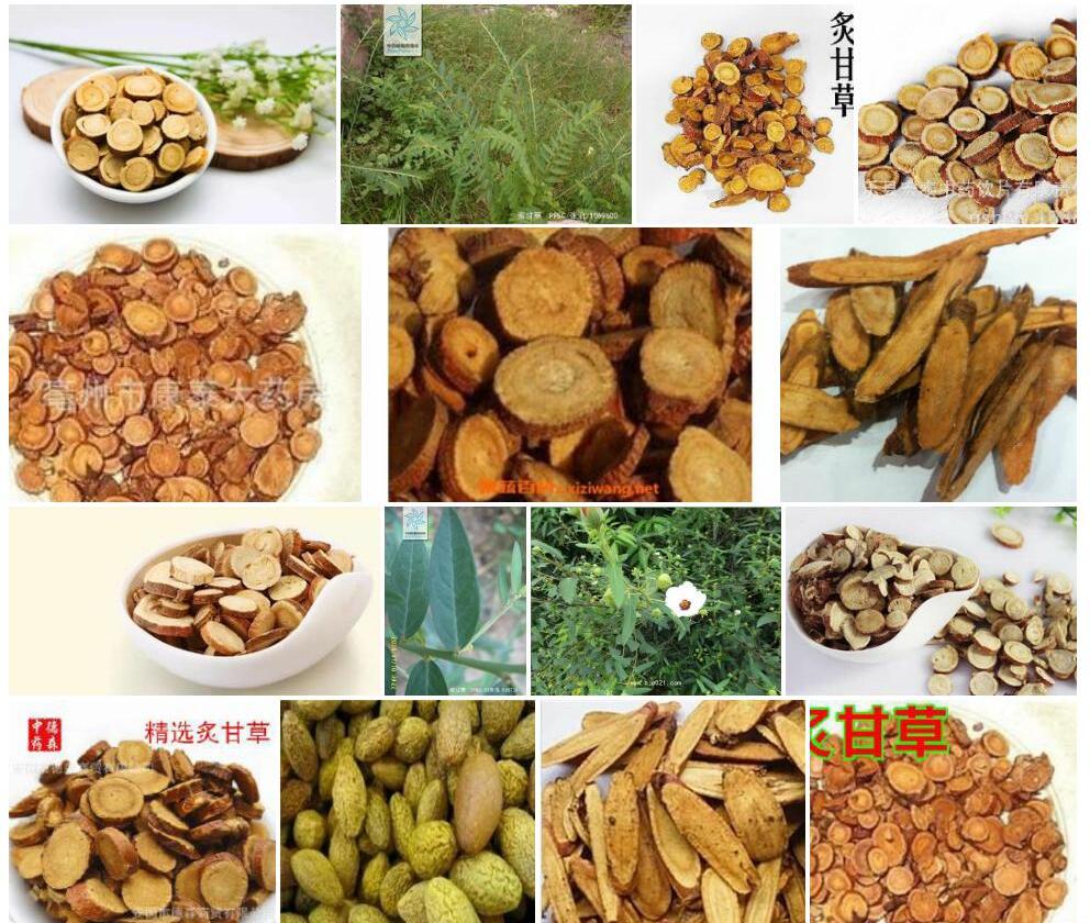蜜甘草照片和图片/