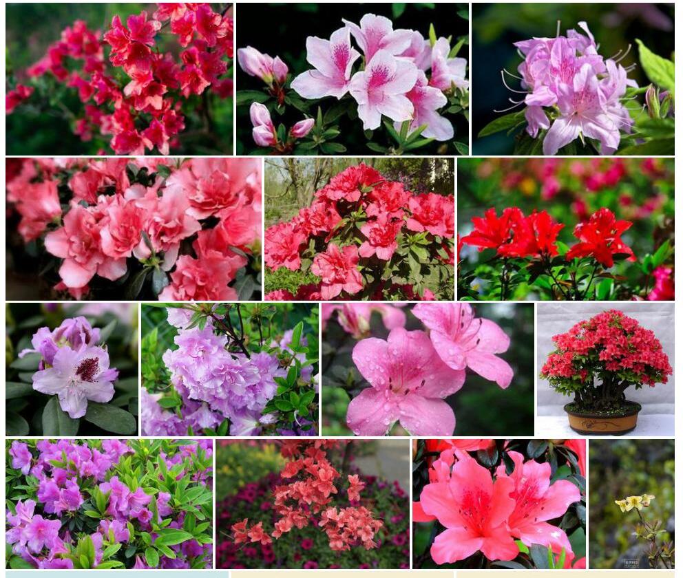蜜花弯月杜鹃照片和图片/
