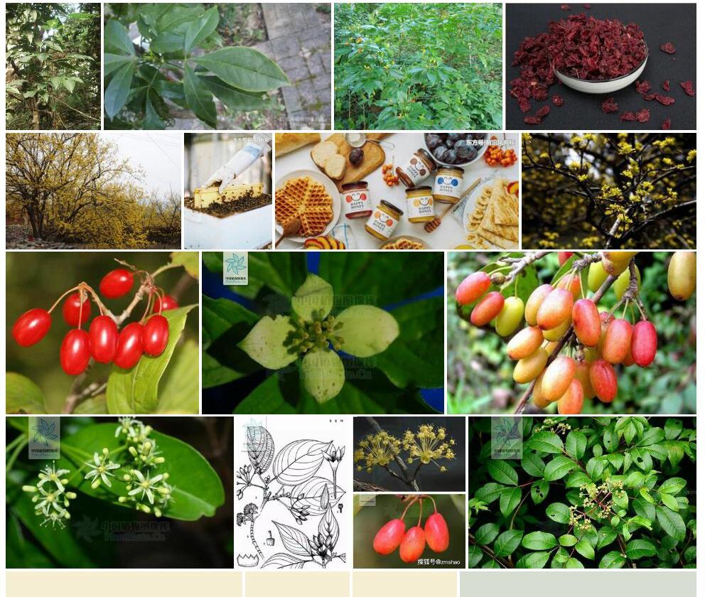 蜜茱萸照片和图片/