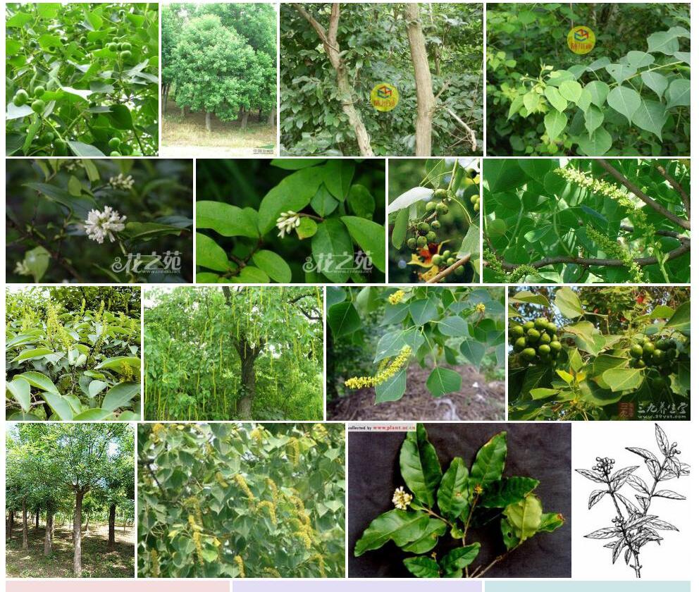 蜡子树照片和图片/