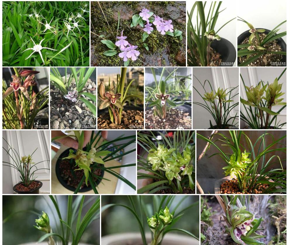 蝶花无柱兰照片和图片/