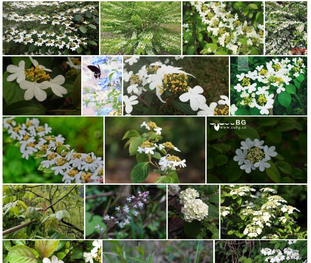 蝶花荚蒾照片和图片/