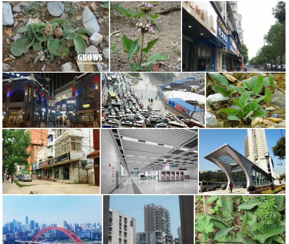 螃蟹甲照片和图片/