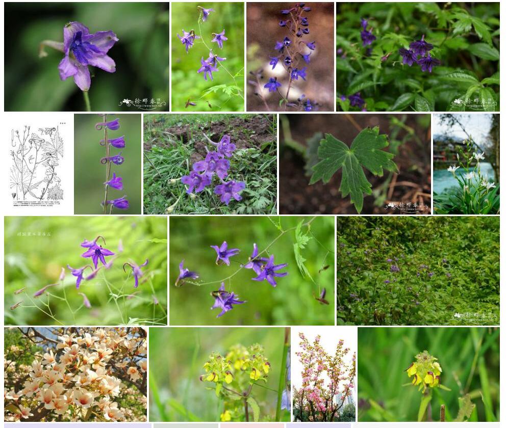 螺距翠雀花照片和图片/