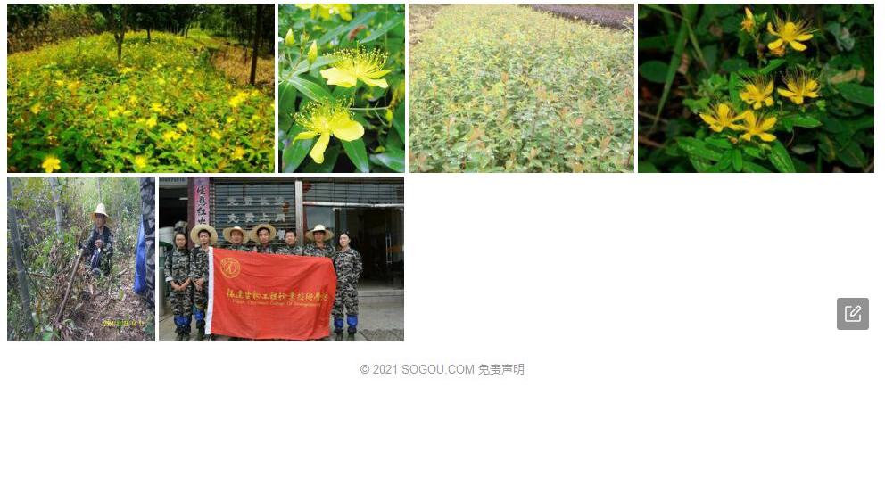 衡山金丝桃照片和图片/