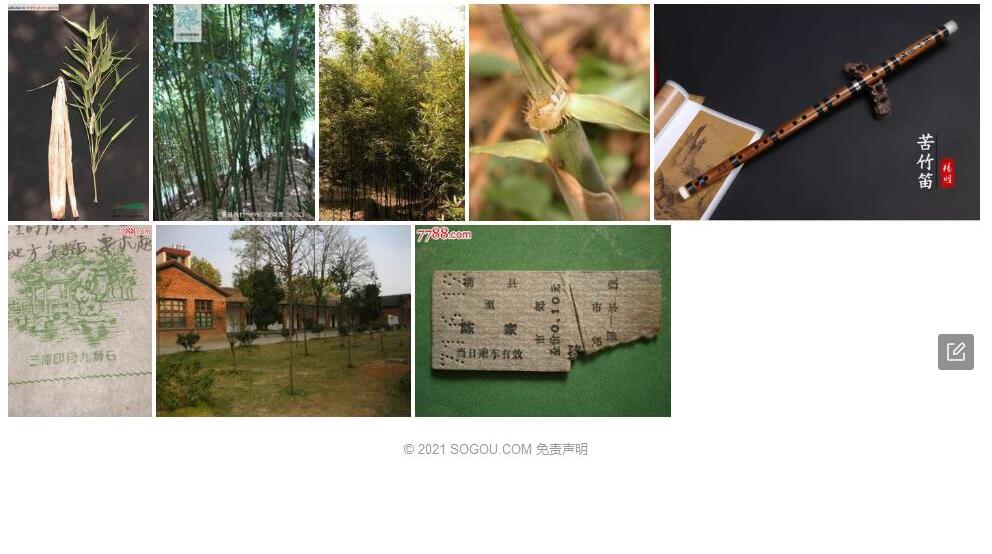 衢县苦竹照片和图片/