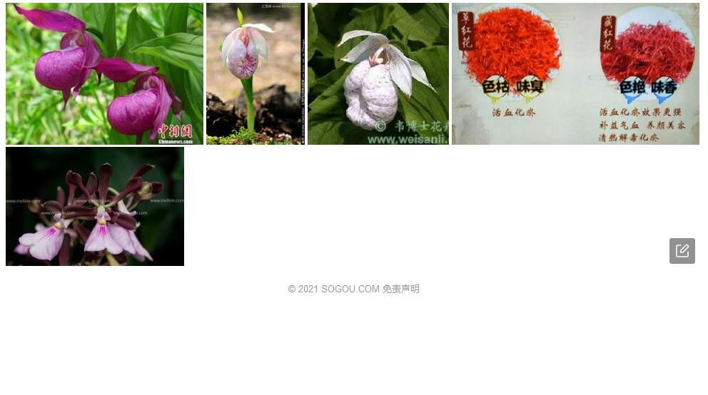 袋唇兰照片和图片/