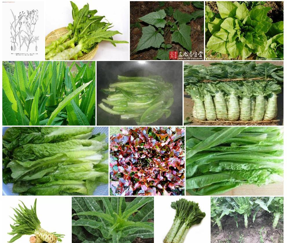 裂叶莴苣照片和图片/