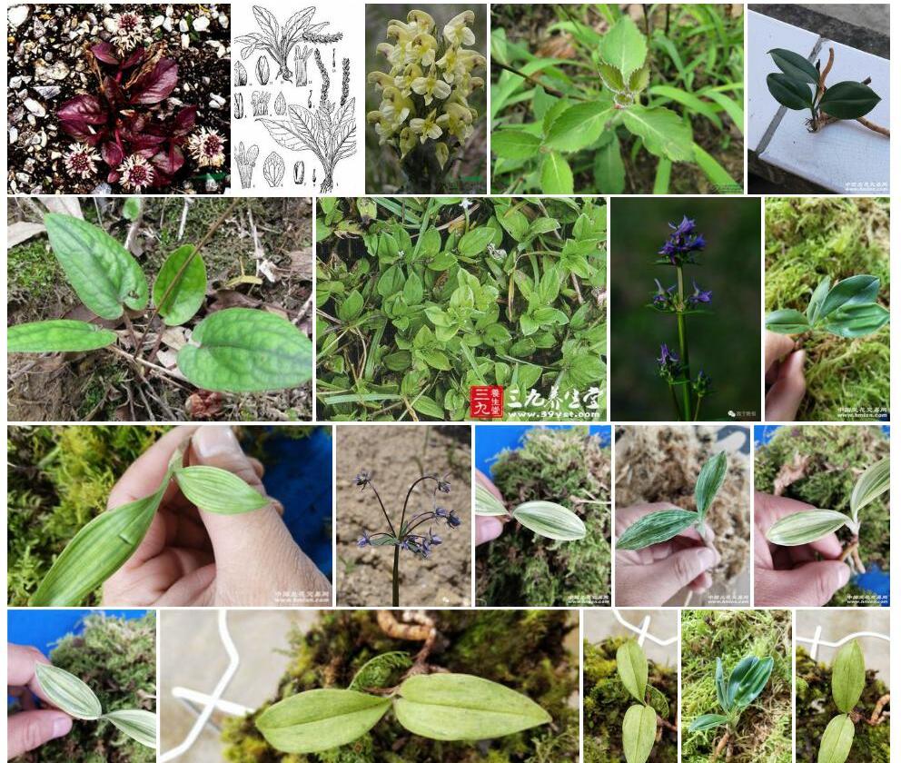 裂唇革叶兔耳草照片和图片/