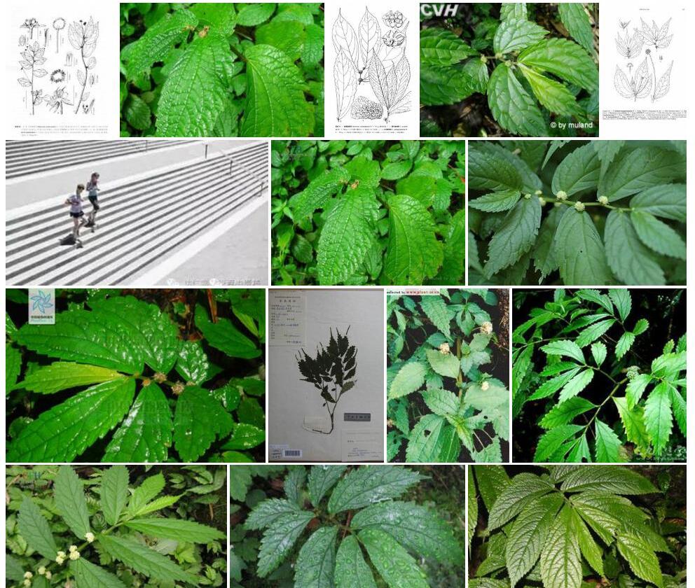 裂序楼梯草照片和图片/