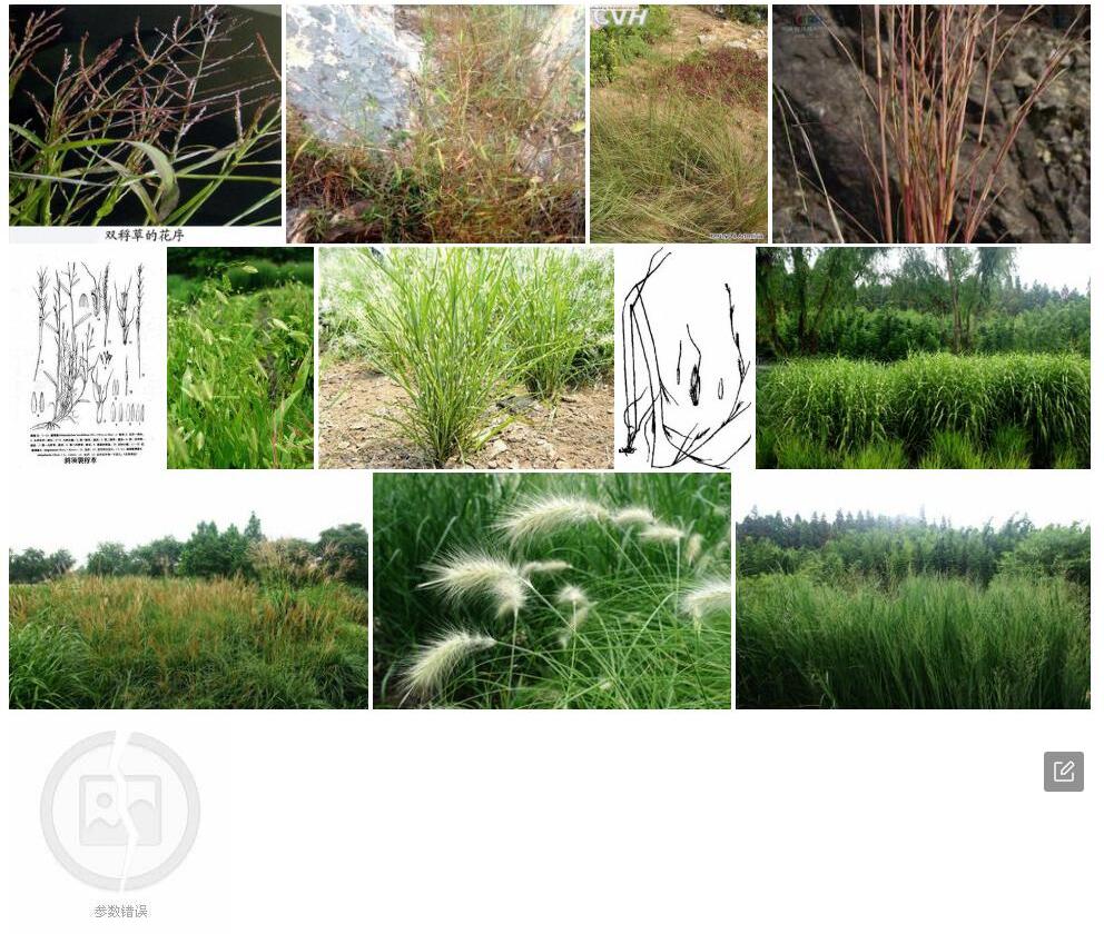 裂稃草照片和图片/