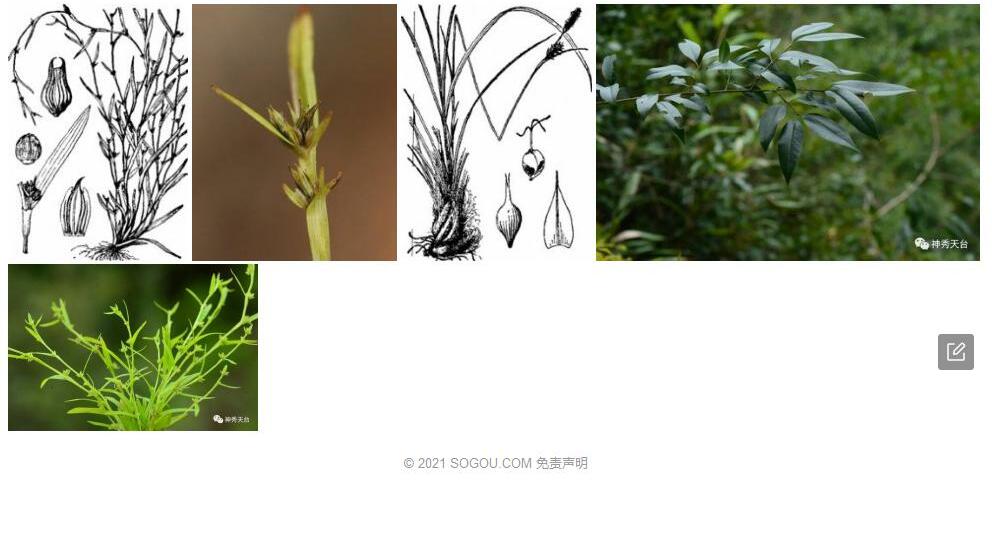 裂颖茅照片和图片/
