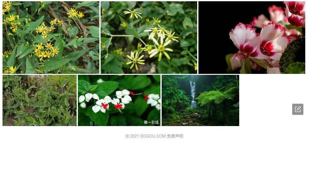裸缨千里光照片和图片/