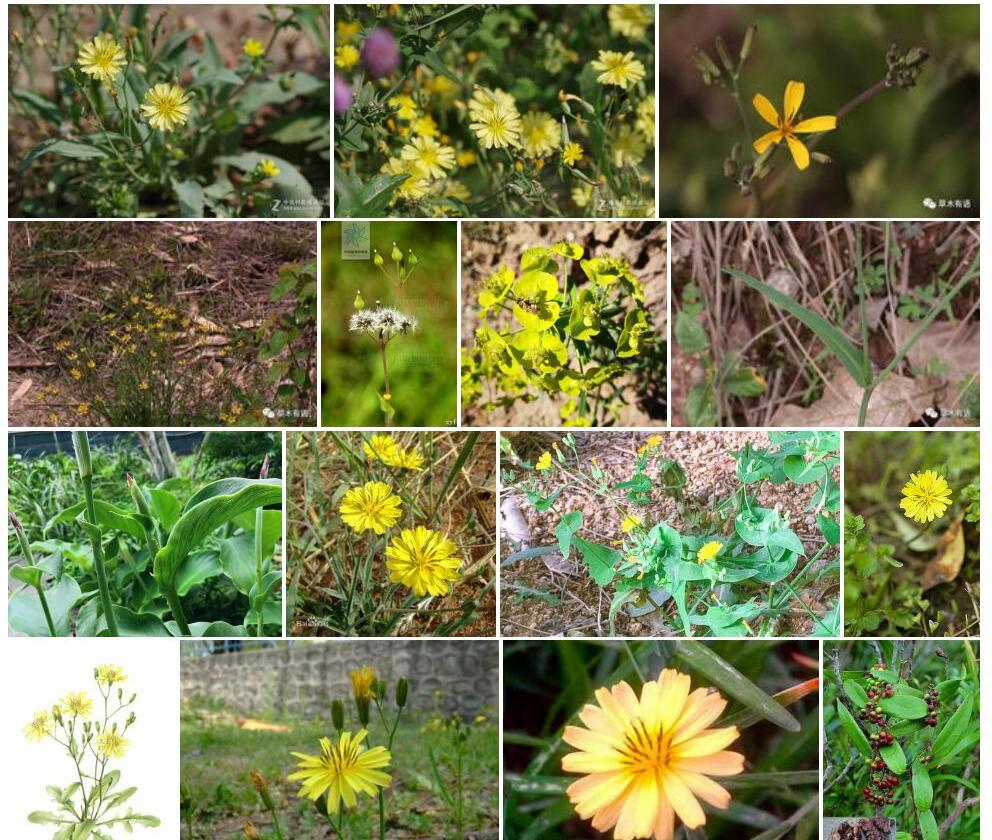 褐冠小苦荬照片和图片/