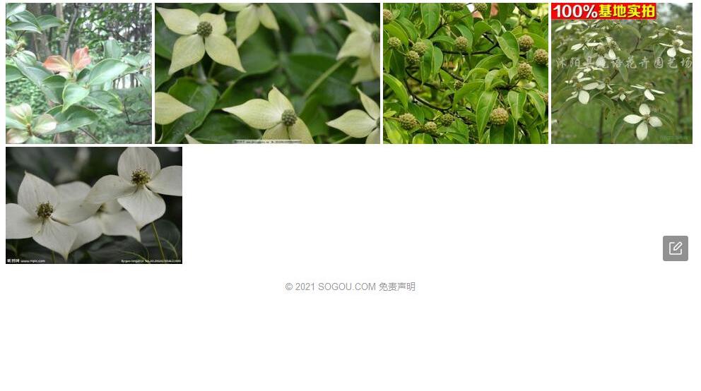 褐毛四照花照片和图片/