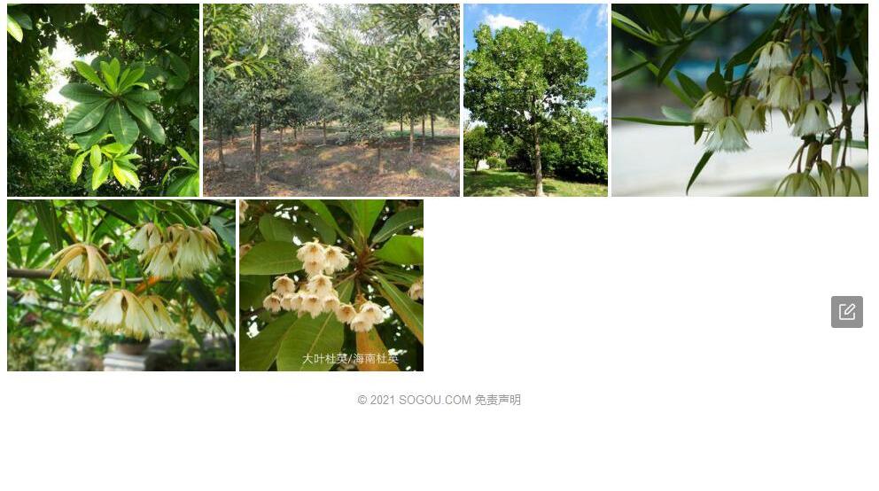 褐毛杜英照片和图片/