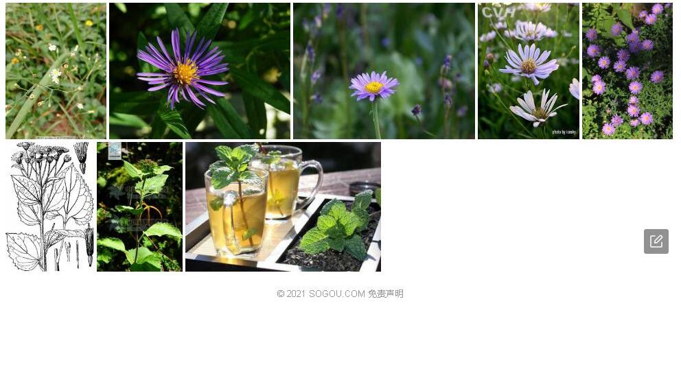 褐毛紫菀照片和图片/