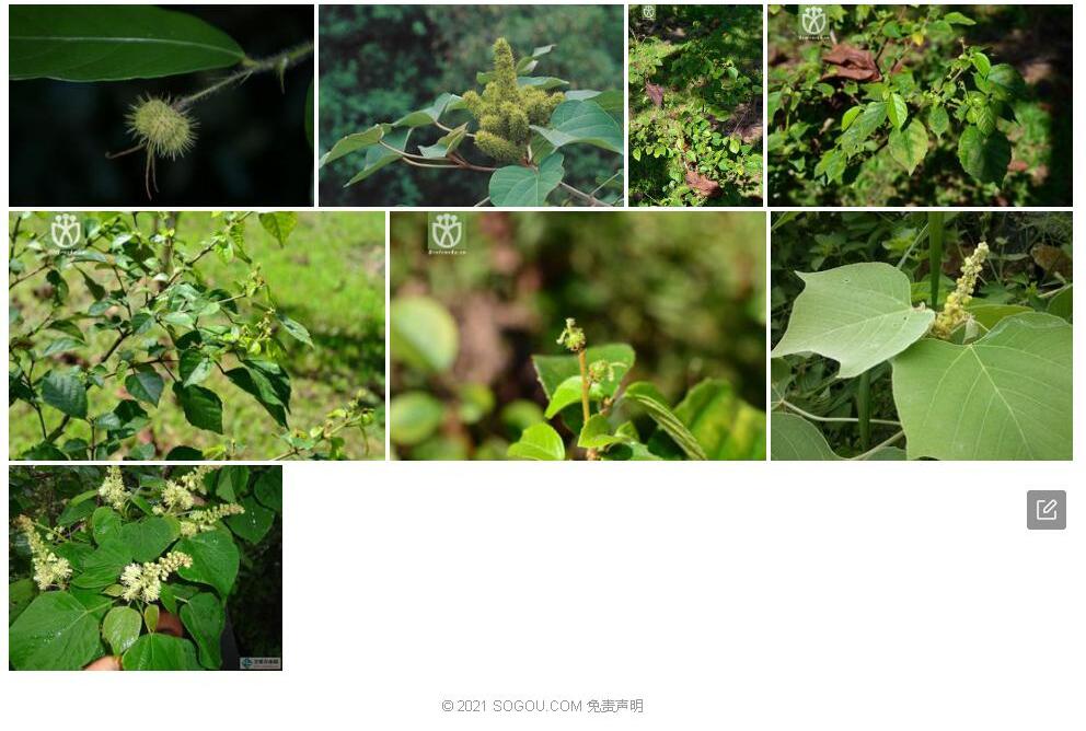 褐毛野桐照片和图片/