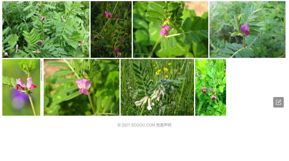 褐毛野豌豆照片和图片/