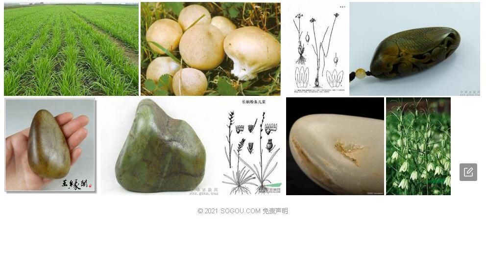 褐皮韭照片和图片/