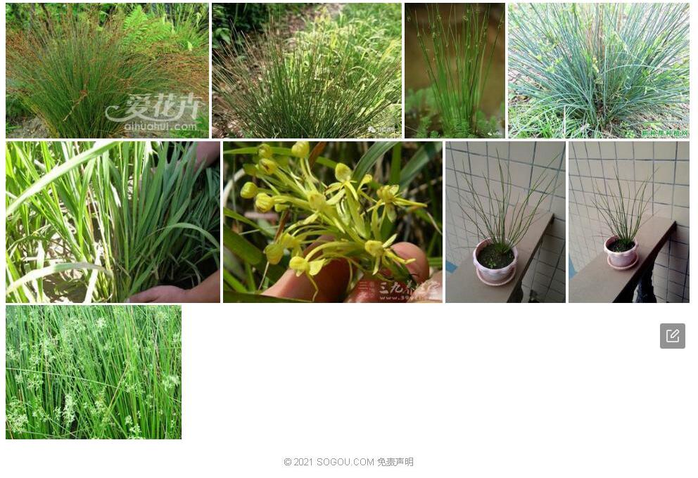 褐花灯心草照片和图片/