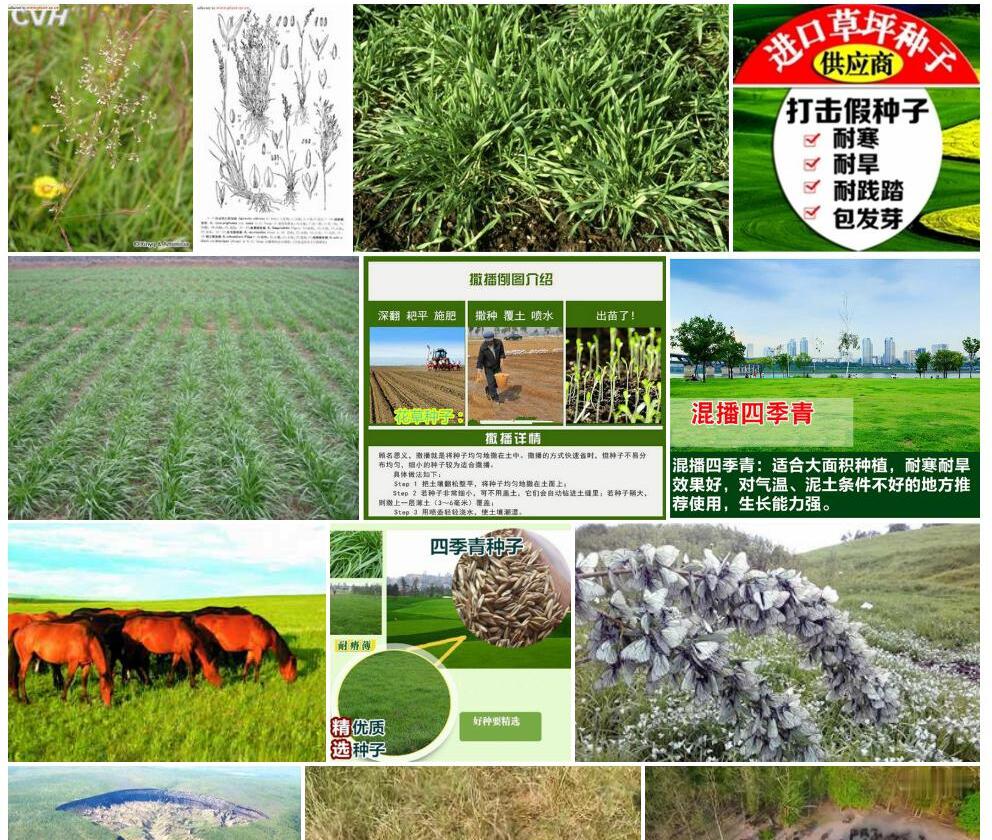 西伯利亚剪股颖照片和图片/