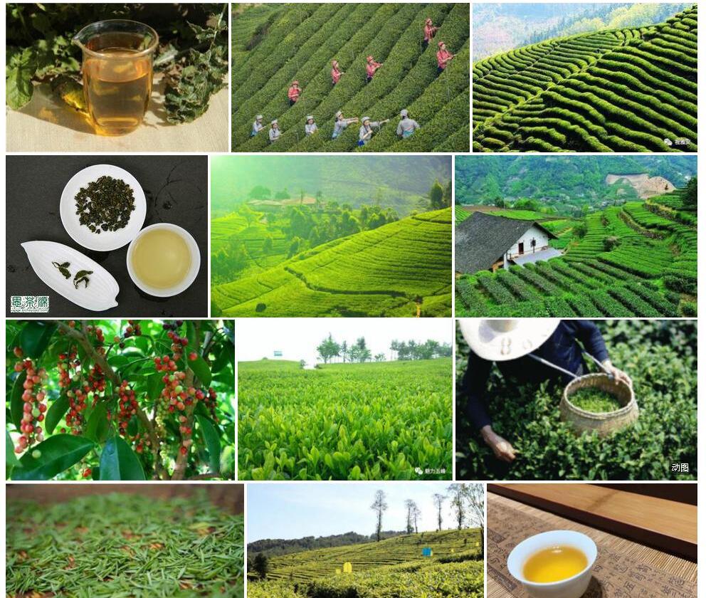 西南五月茶照片和图片/