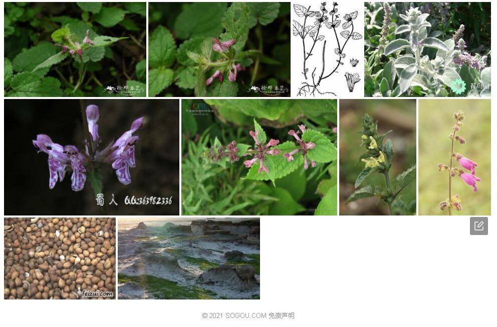 西南水苏照片和图片/